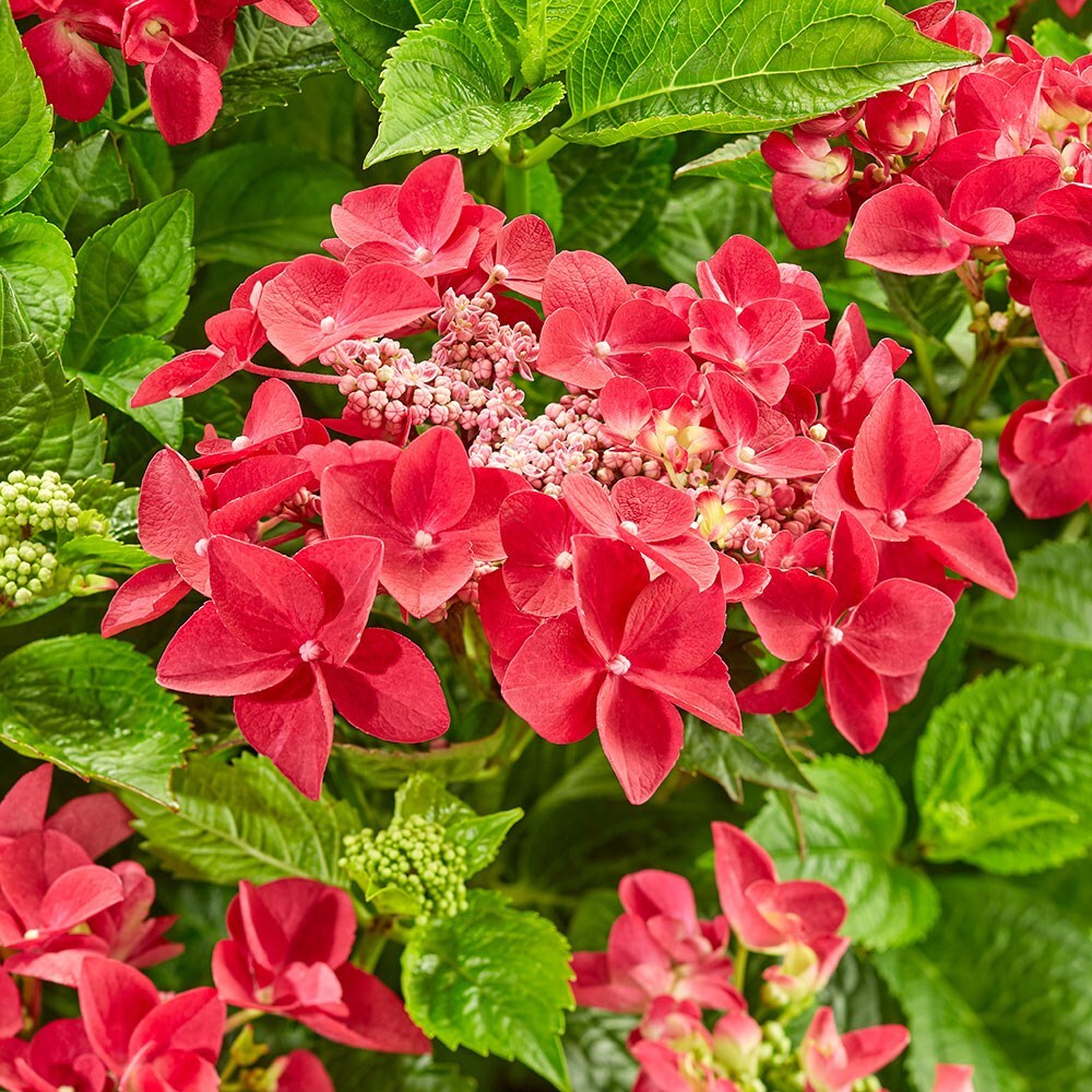 Image of Hydrangea teller red in a garden setting