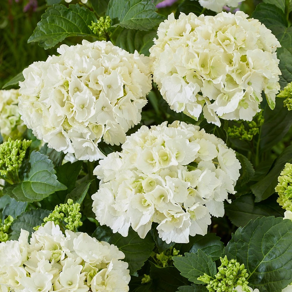 Hydrangea macrophylla store white