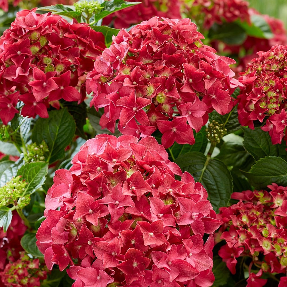 Hydrangea Macrophylla Red | ubicaciondepersonas.cdmx.gob.mx