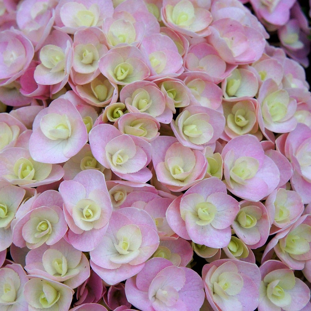 <i>Hydrangea macrophylla</i> <b class=small-caps>Love</b> ('Youme H1917') (PBR)