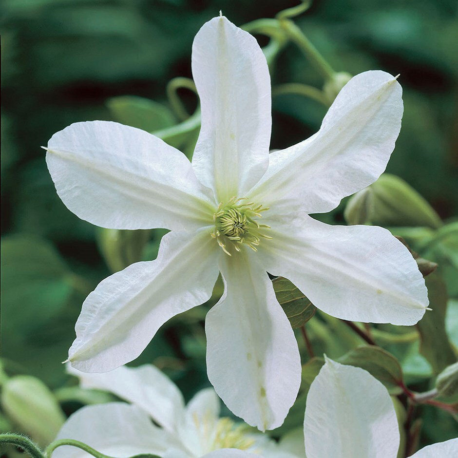 <i>Clematis</i> 'John Huxtable'