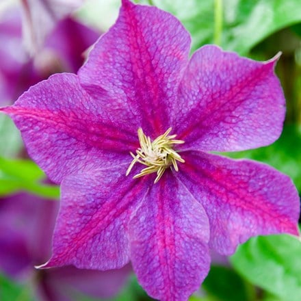 <i>Clematis</i> 'Star of India'