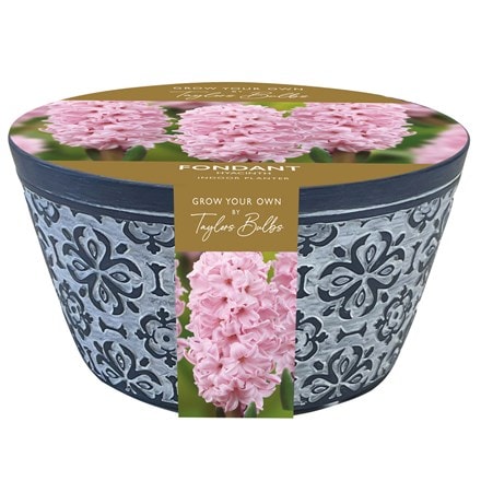 indoor terracotta hyacinth  bowl gift set