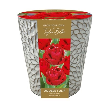 indoor tulip ceramic planter gift set