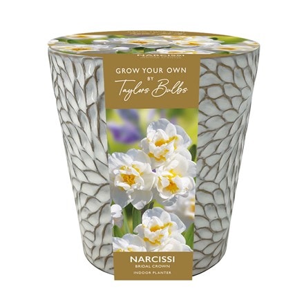 indoor daffodil ceramic planter gift set
