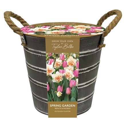 outdoor daffodil and tulip bucket gift set