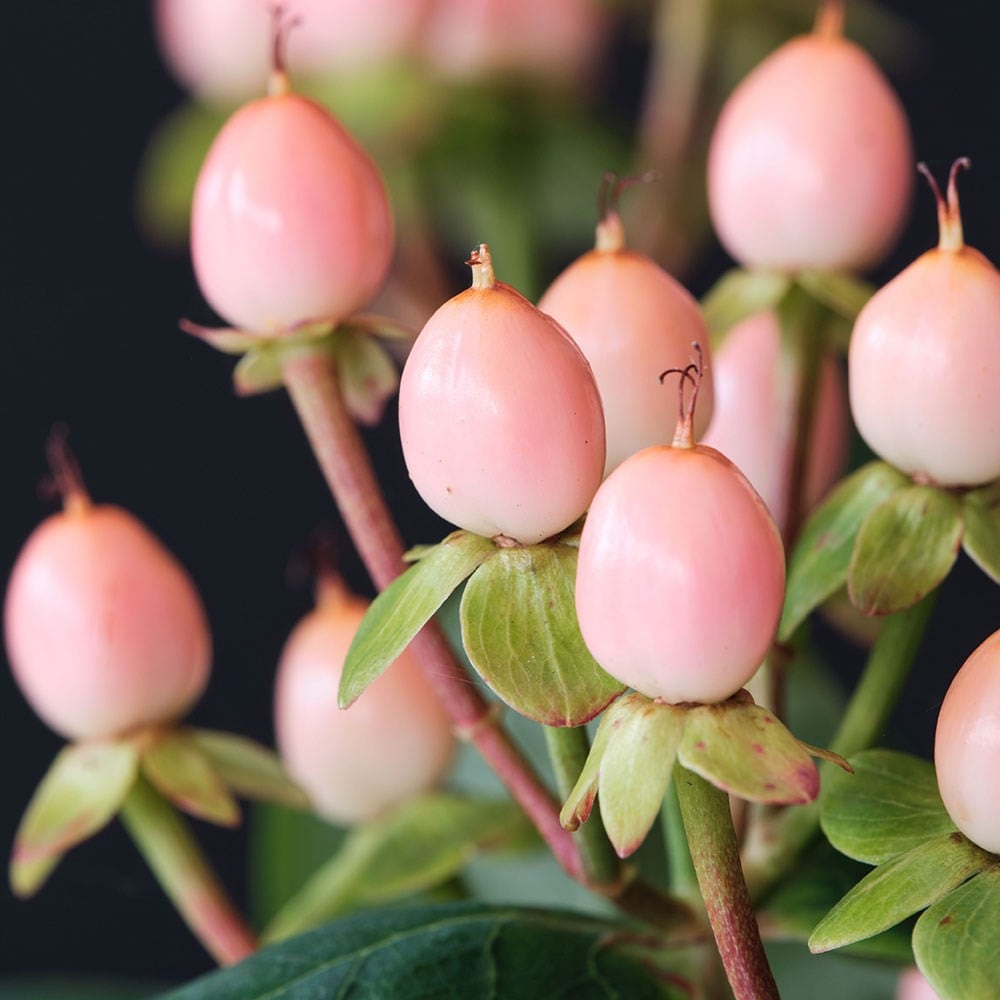 Product options image