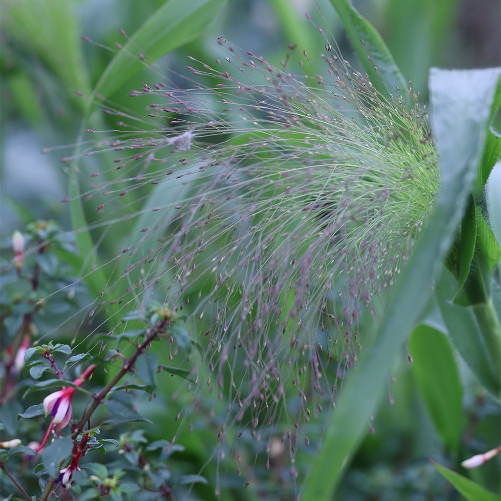 <i>Panicum capillare</i> 'Sparkling Fountain'