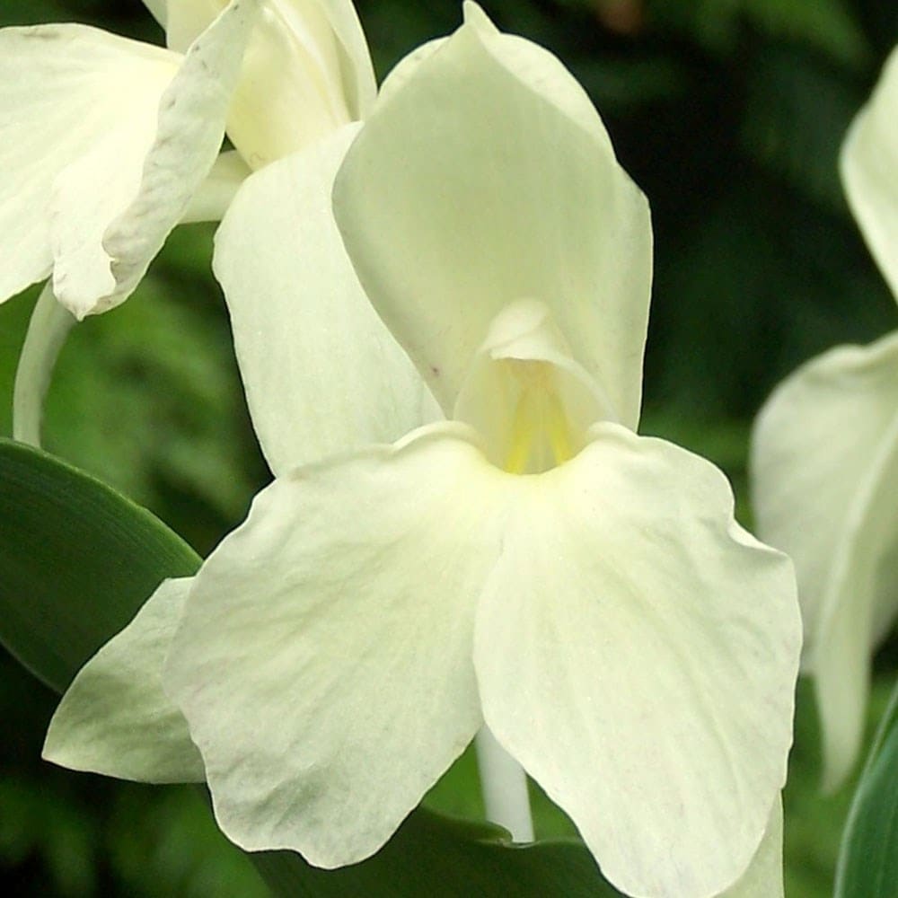 roscoea
