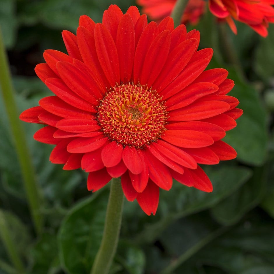 <i>Gerbera</i> Sweet Glow ('Garglow') (PBR) (Garvinea Sweet Series)