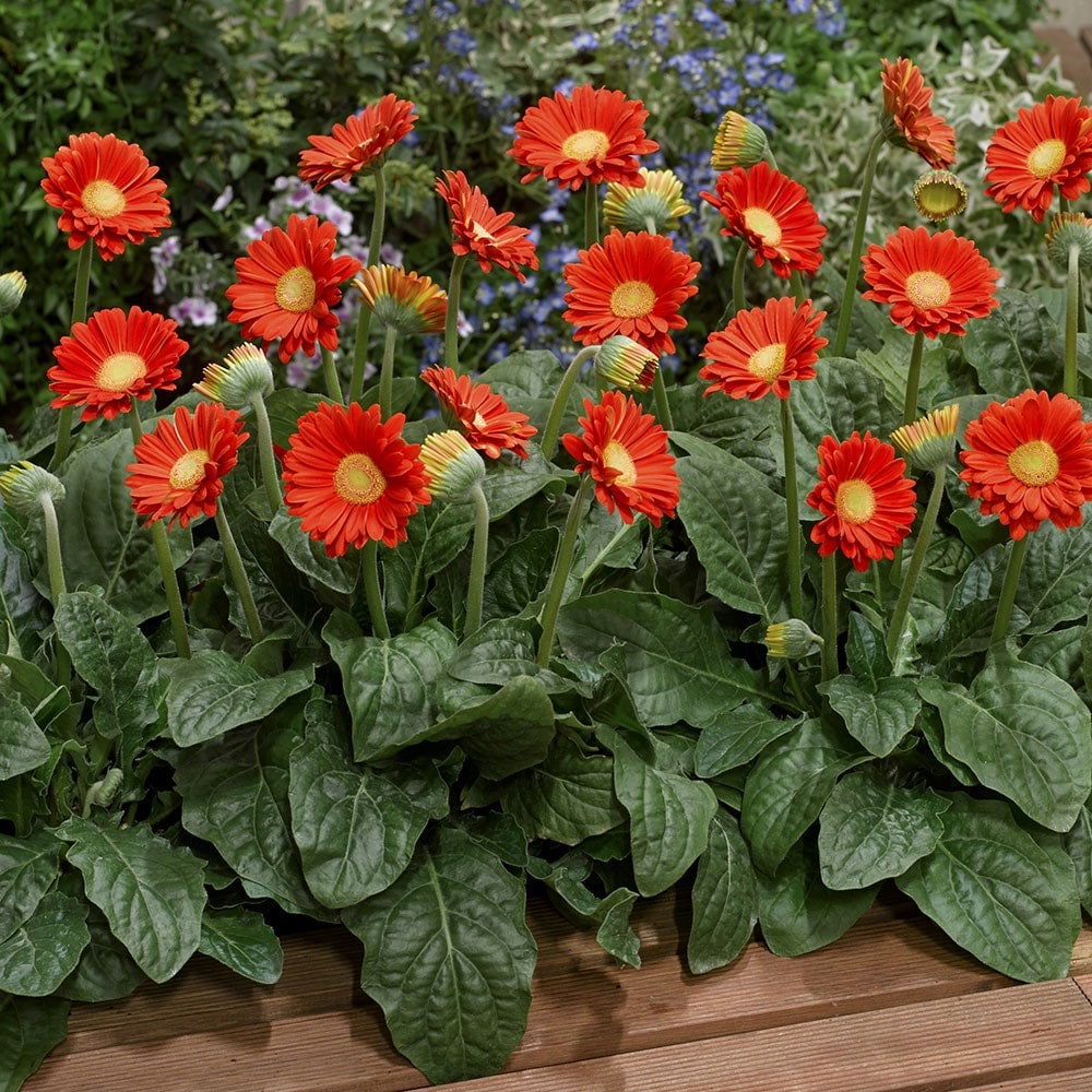 <i>Gerbera</i> Sweet Glow ('Garglow') (PBR) (Garvinea Sweet Series)