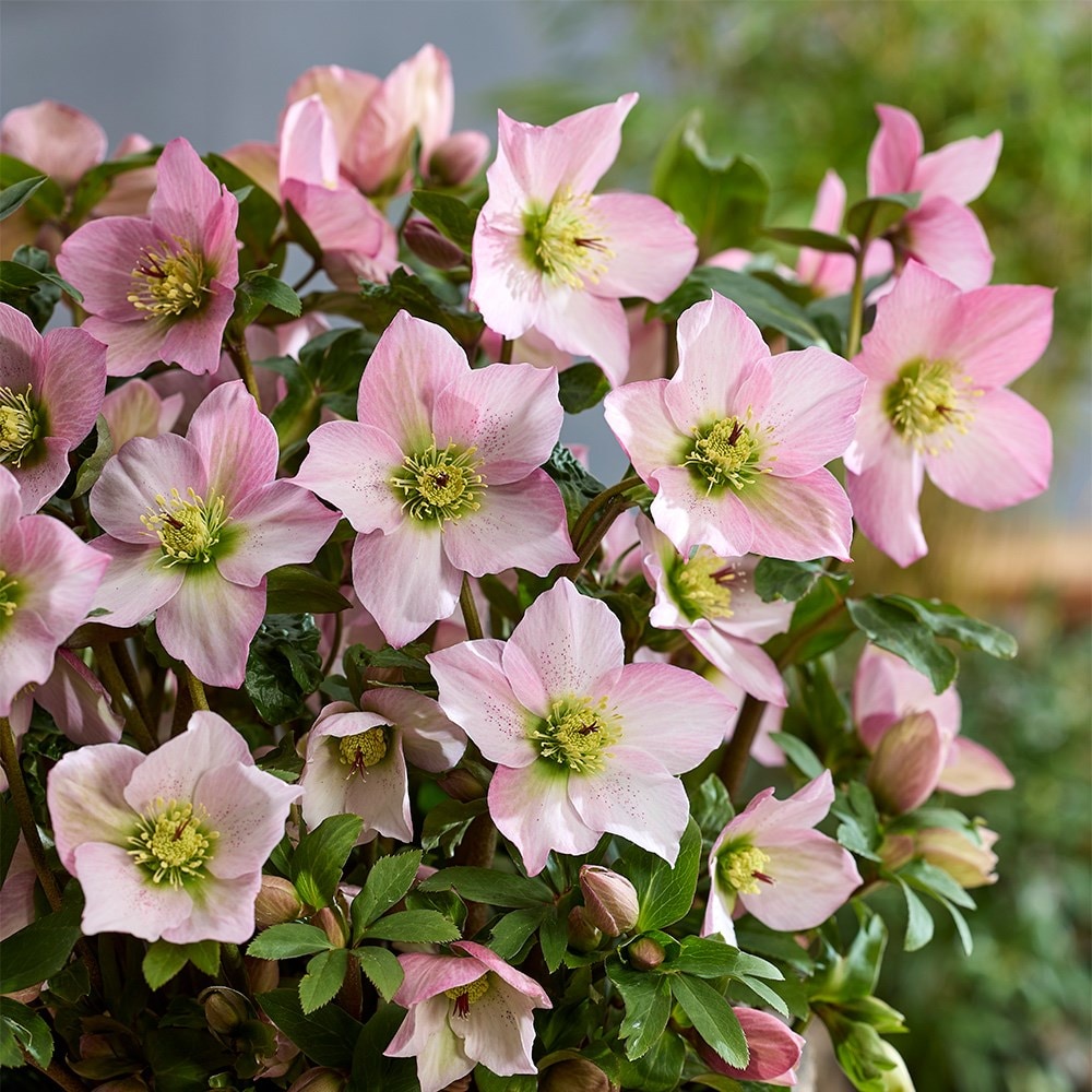 <i>Helleborus</i> <b class=small-caps>Walberton's Rosemary</b> ('Walhero') (PBR)