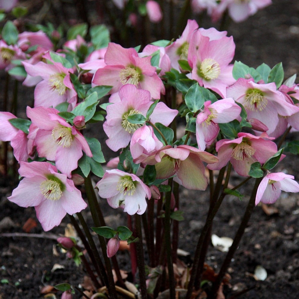 <i>Helleborus</i> <b class=small-caps>Walberton's Rosemary</b> ('Walhero') (PBR)
