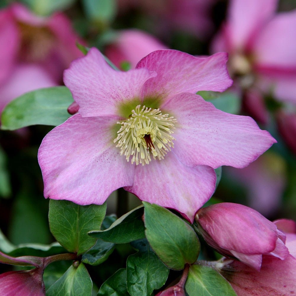 <i>Helleborus</i> <b class=small-caps>Walberton's Rosemary</b> ('Walhero') (PBR)