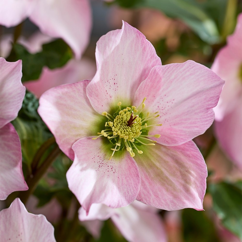 <i>Helleborus</i> <b class=small-caps>Walberton's Rosemary</b> ('Walhero') (PBR)