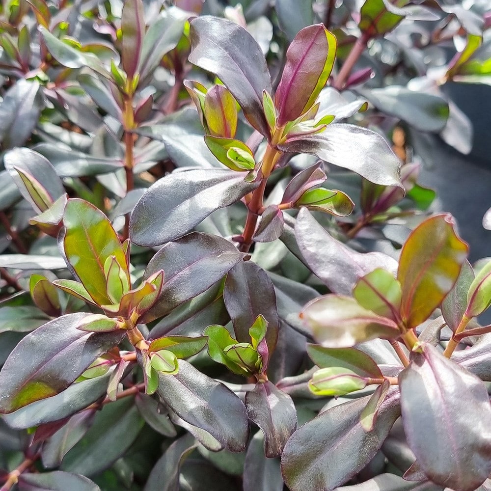 <i>Veronica</i> 'Mint Chocolate'