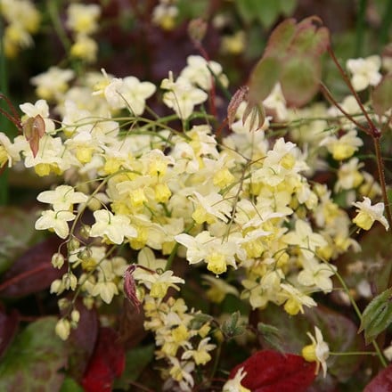 Epimedium × versicolor Sulphureum