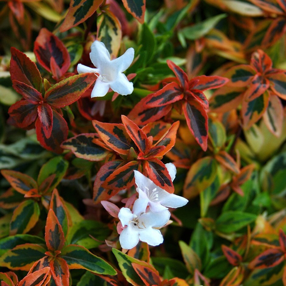 <i>Abelia</i> × <i>grandiflora</i> 'Kaleidoscope' (PBR)