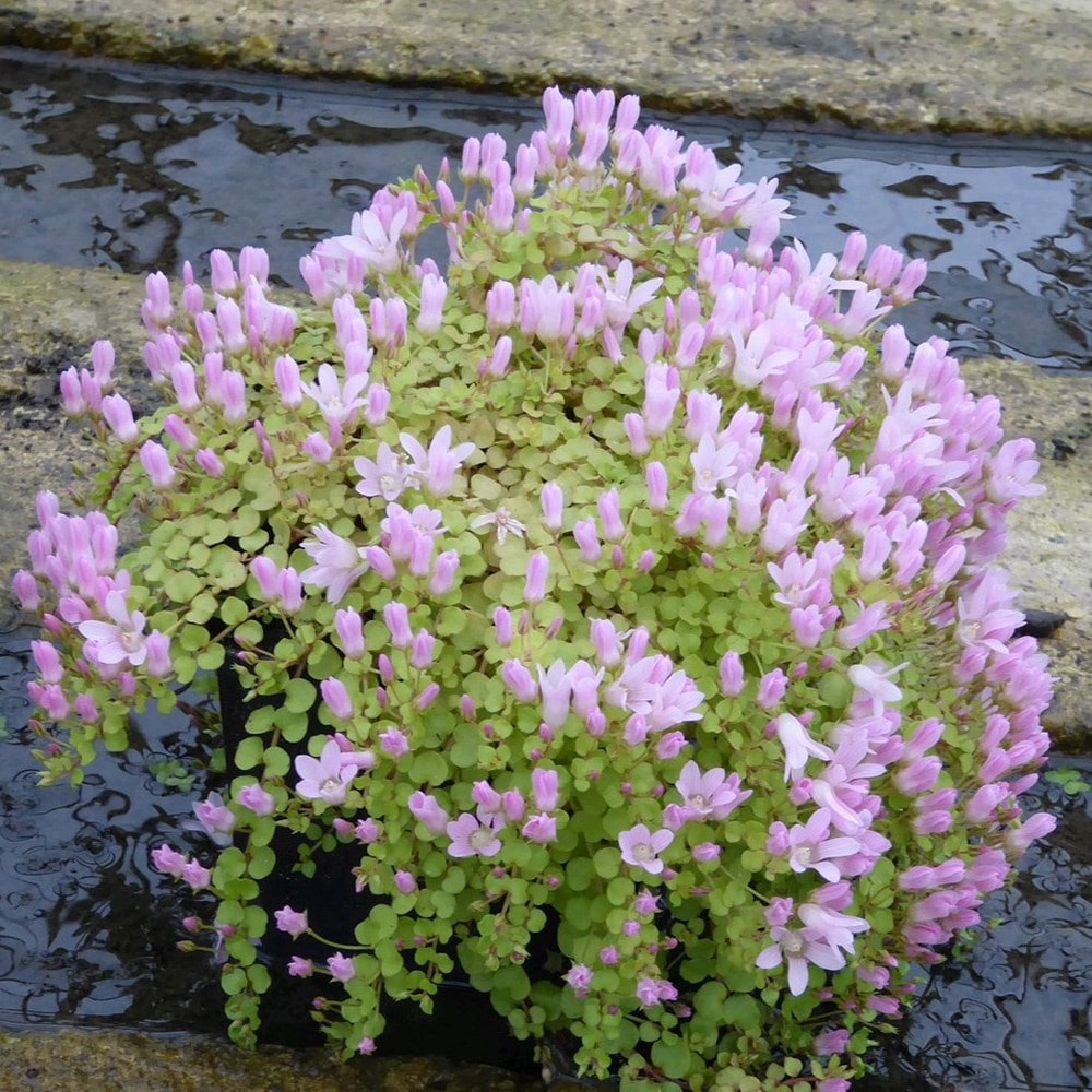 Product options image