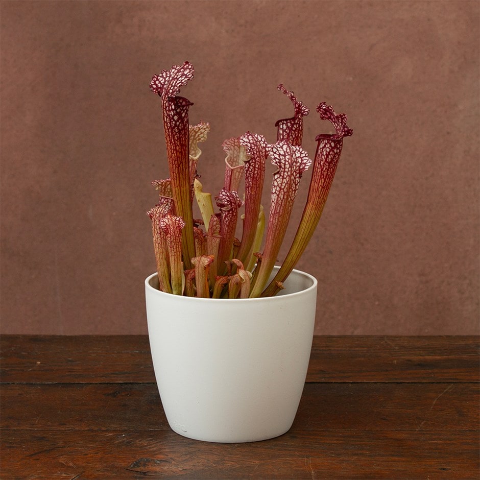 fly killing pitcher plant