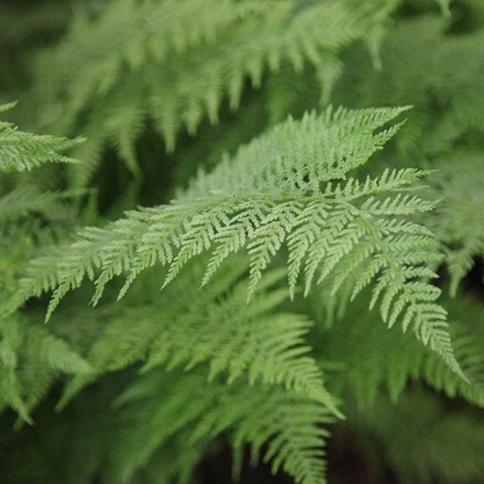 Athyrium filix-femina