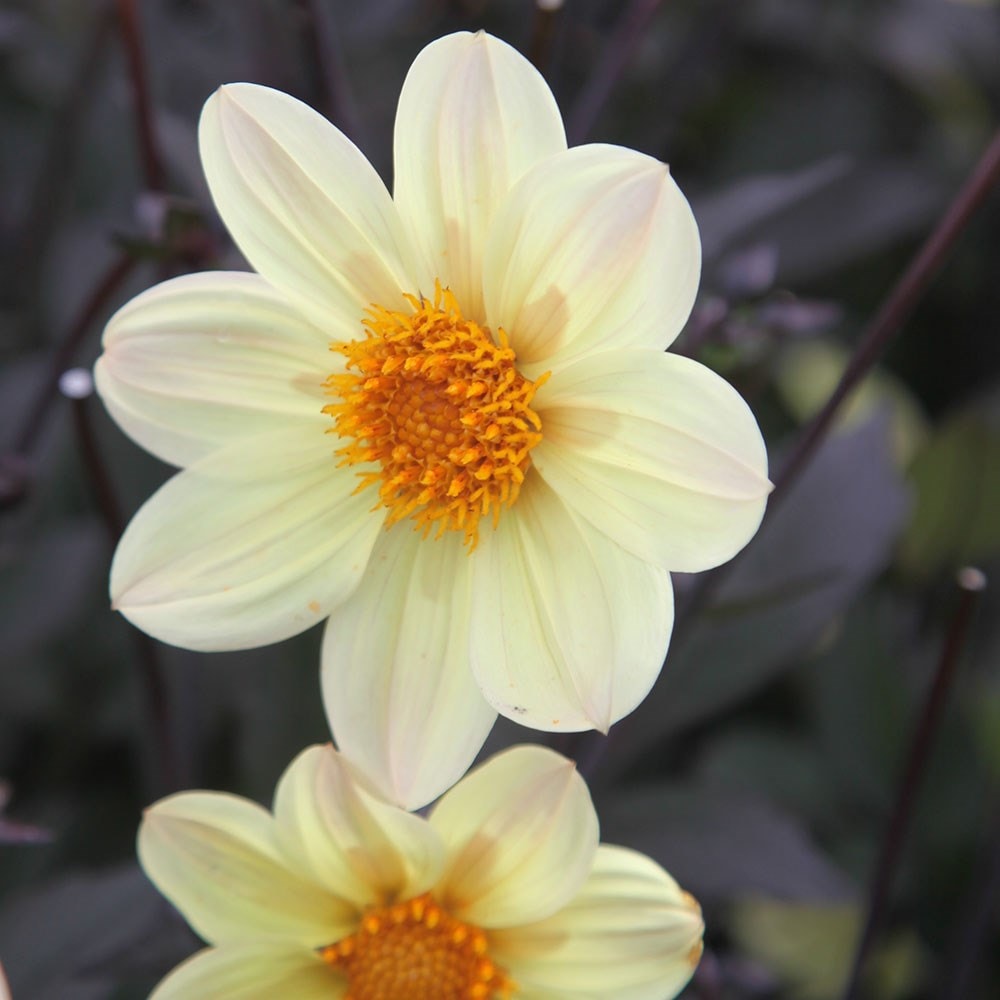 Dahlia <b class=small-caps>Happy Days Lemon</b> ('Hdle105') (PBR) (Happy Days Series)