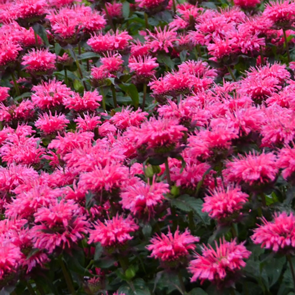 Buy bergamot Monarda didyma Bubblegum Blast (Sugar Buzz Series): £7.99 ...