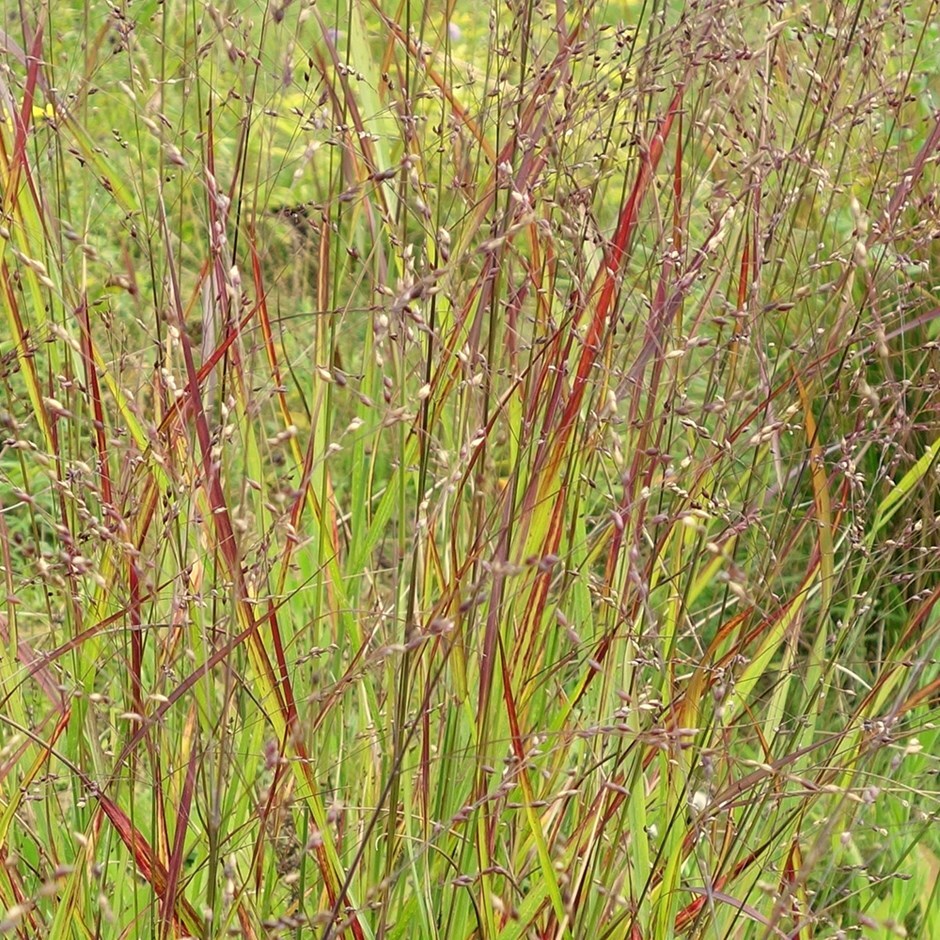 Buy switch grass Panicum virgatum 'Rotstrahlbusch'