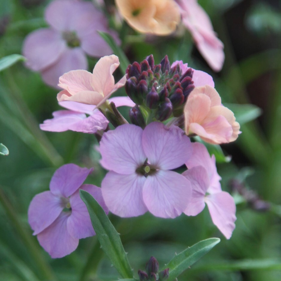 Buy perennial wallflower Erysimum 'Pastel Patchwork'