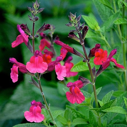 Salvia microphylla Wine and Roses