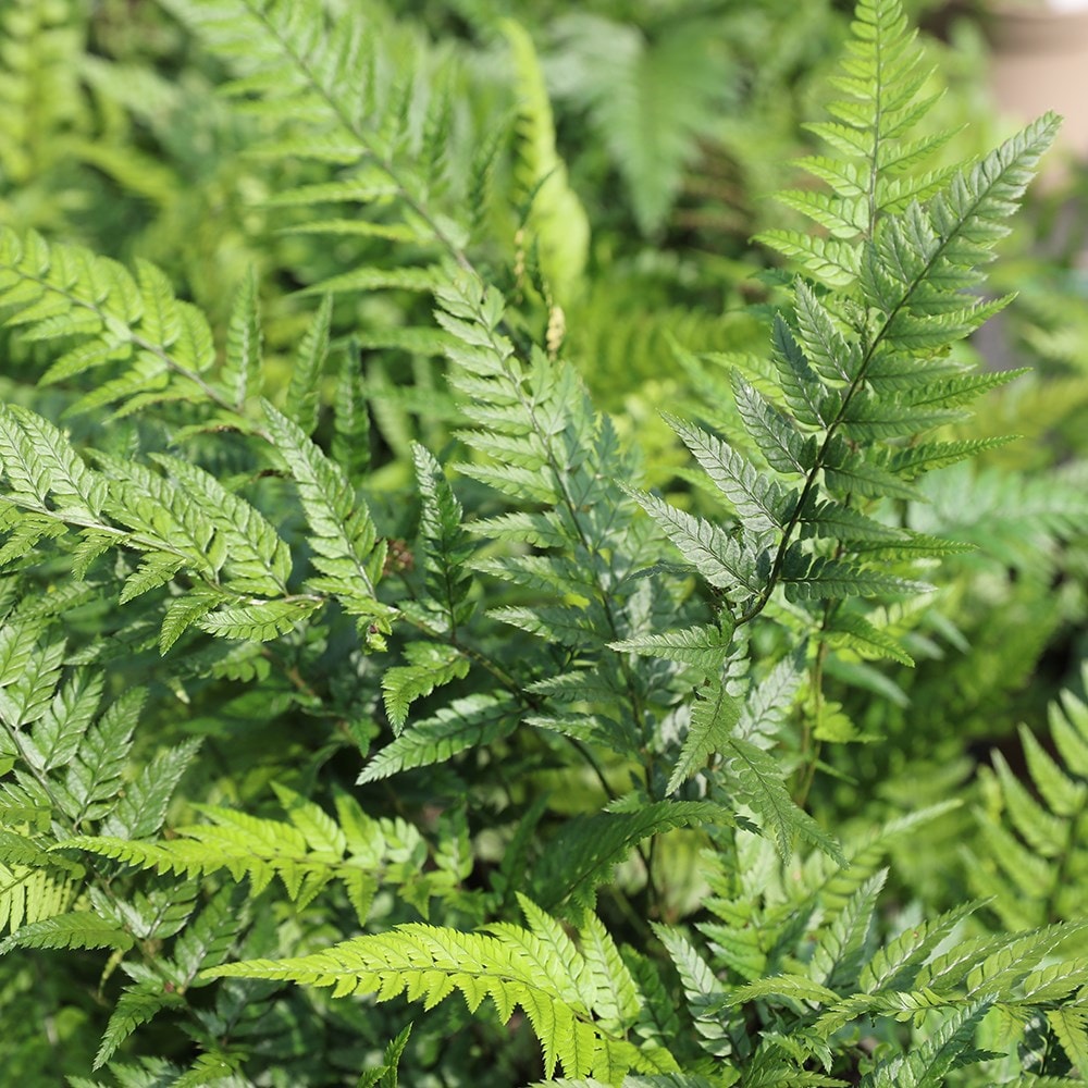 Buy Korean rock fern Polystichum tsussimense: £18.99 Delivery by Crocus