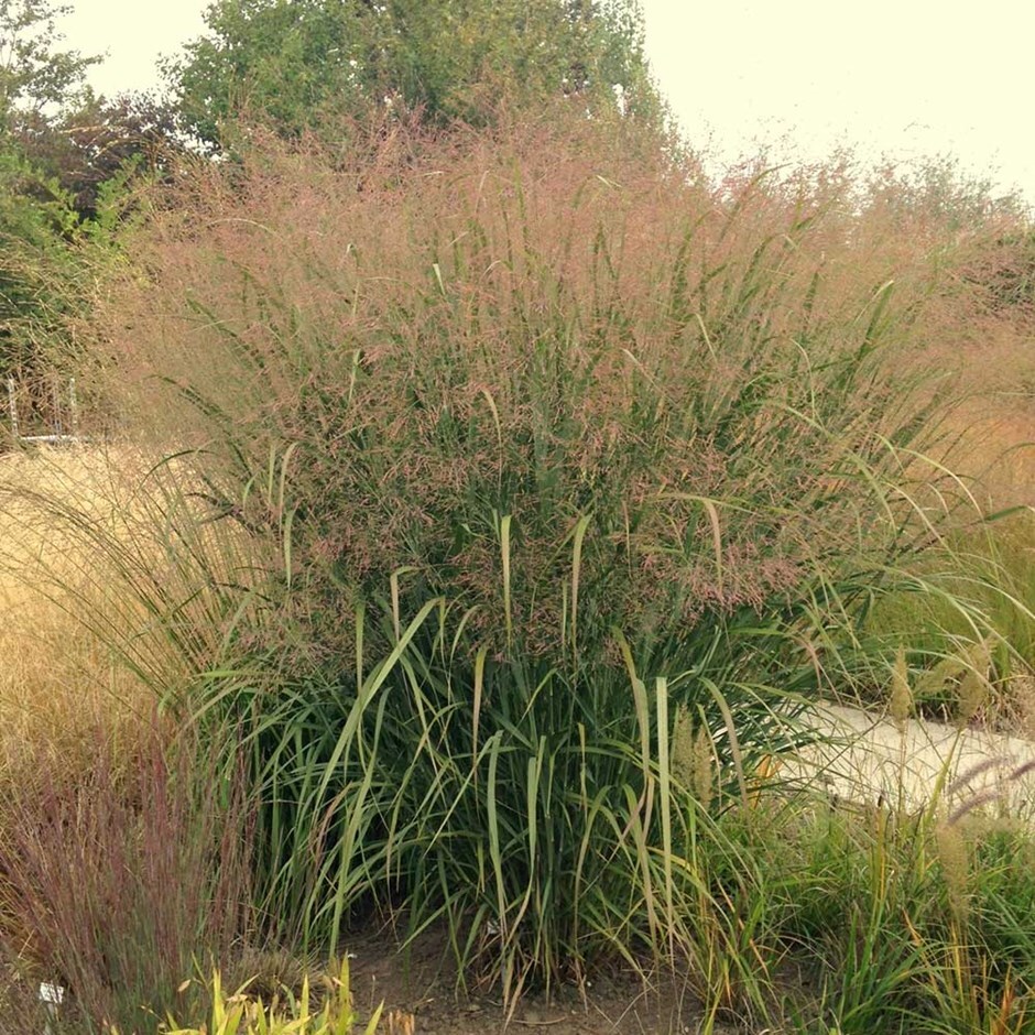 Buy switch grass Panicum virgatum 'Thundercloud'