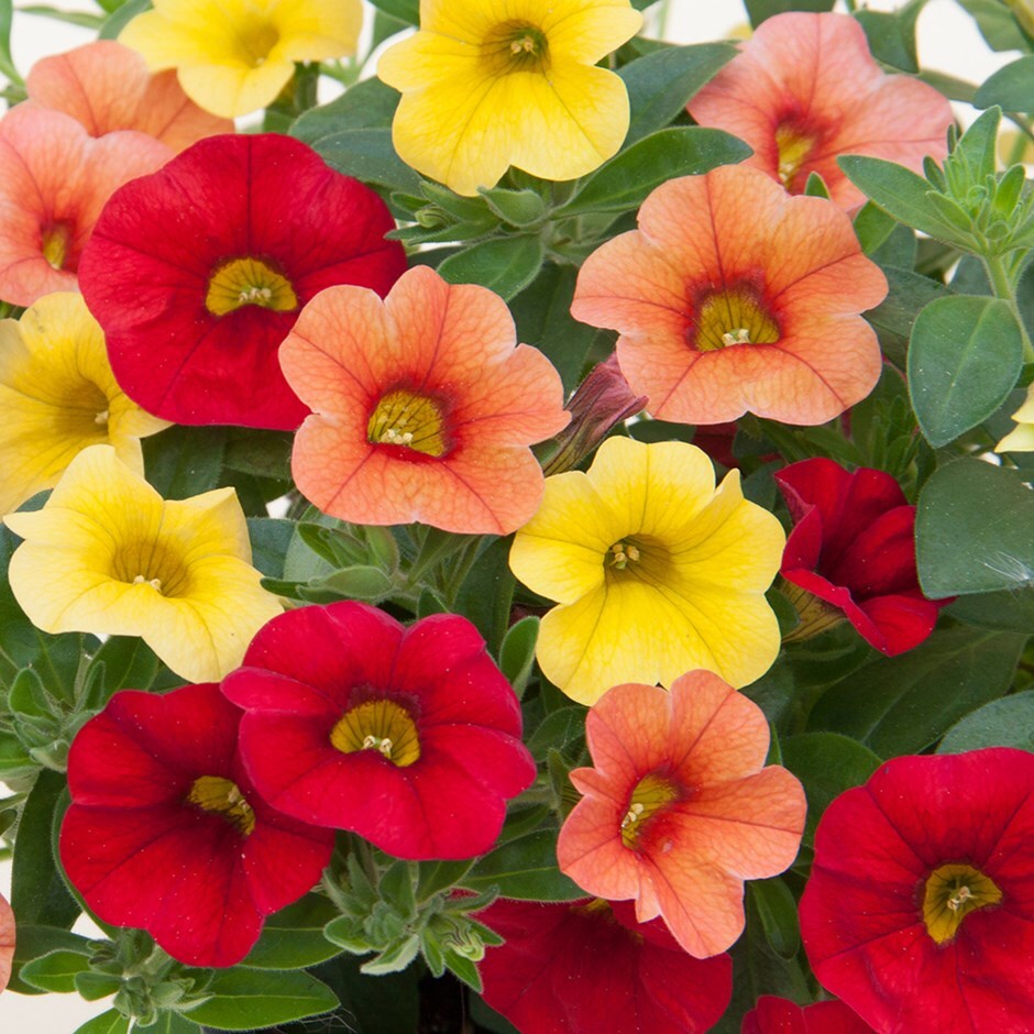 Buy trixi early sunset Calibrachoa Early Sunset 'pre planted collection'