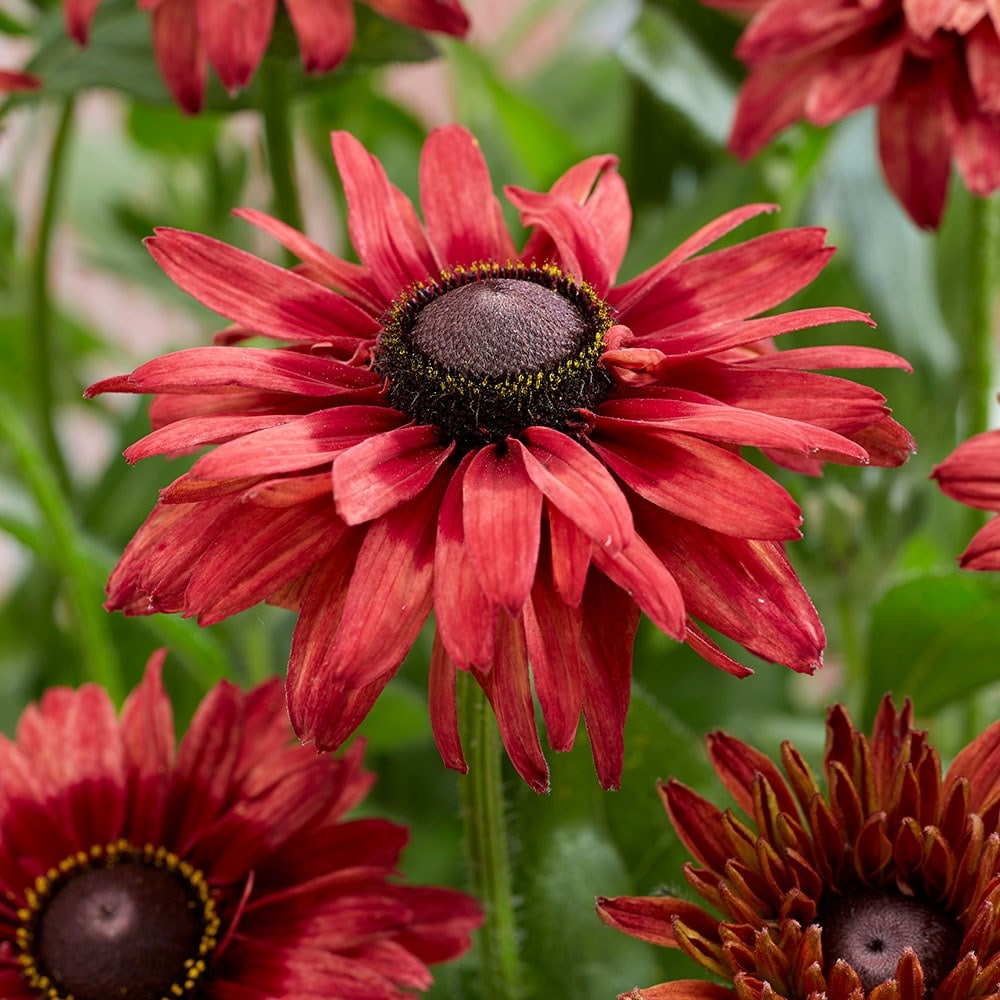 Product options image