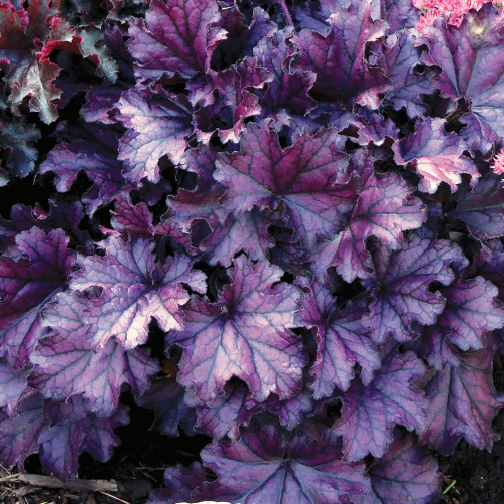 Purple on sale coral bells