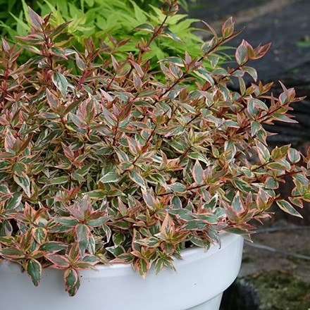 Abelia × grandiflora Tricolor Charm ('Mincautri') (PBR)