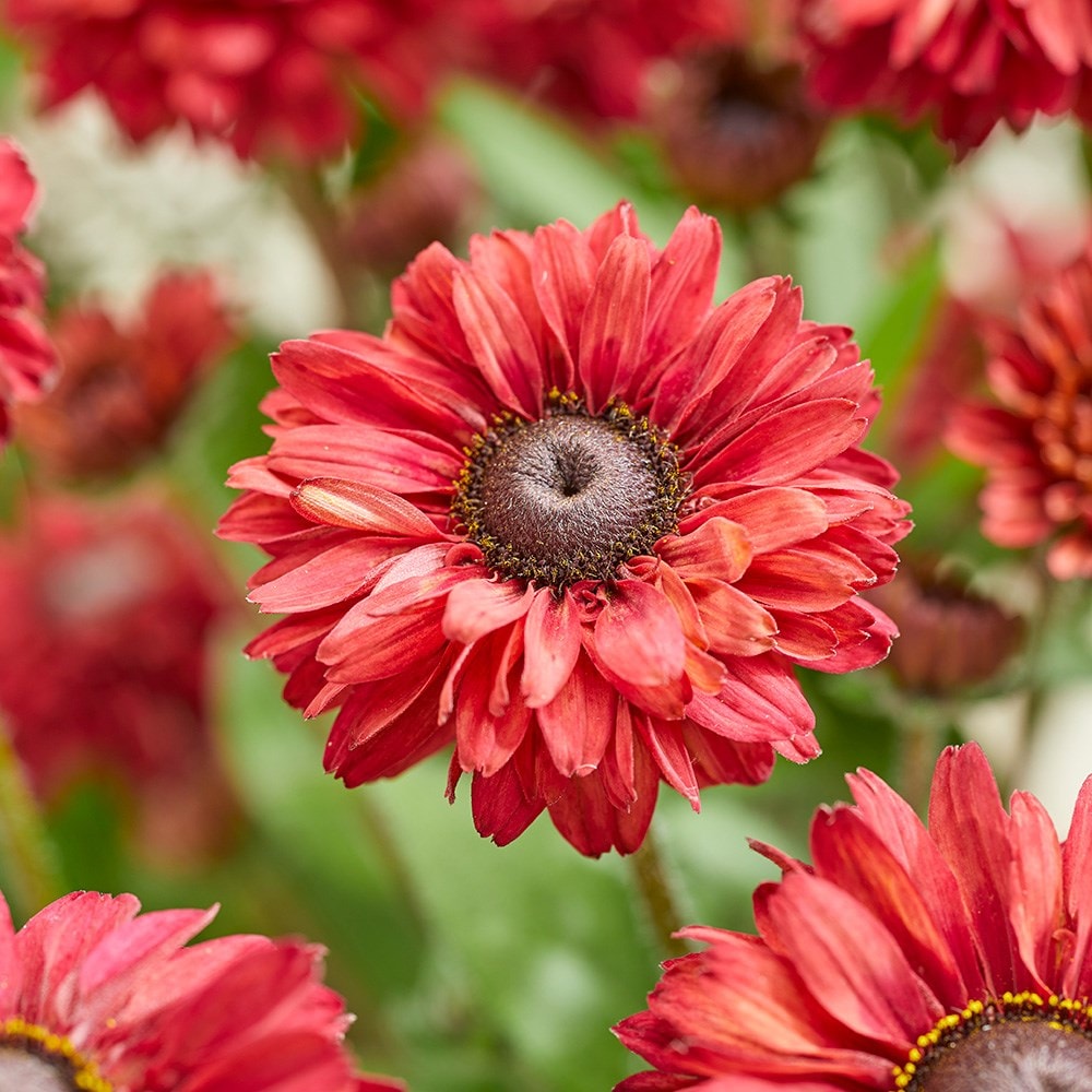 Product options image