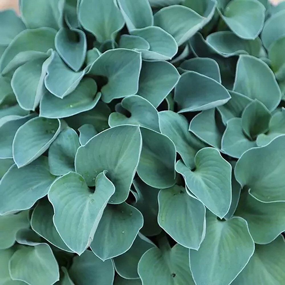 Buy plantain lily Hosta Blue Mouse Ears: £17.99 Delivery by Crocus