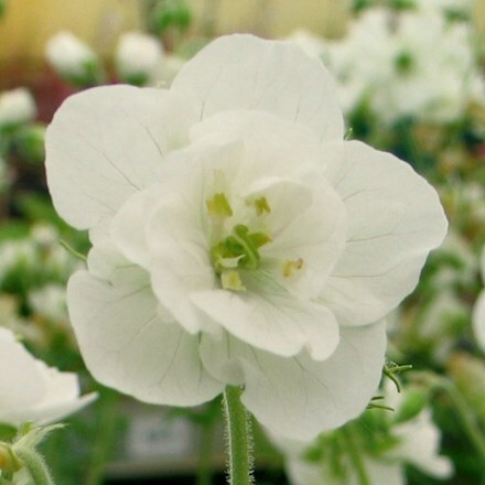 Geranium pratense var. albiflorum 'Laura' (PBR)