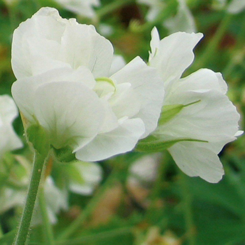 <i>Geranium pratense</i> var. <i>albiflorum</i> 'Laura' (PBR)