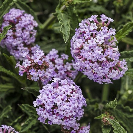 Verbena Seabrooks Lavender ('Sealav') (PBR)