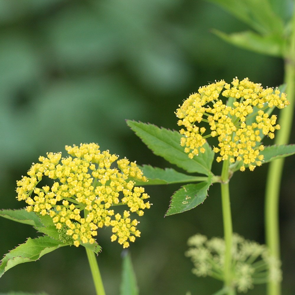 Product options image