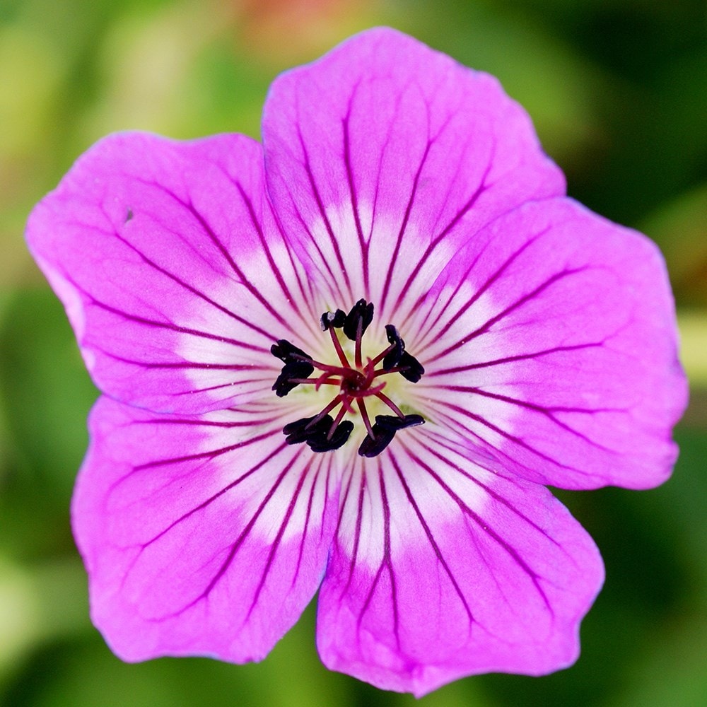 <I>Geranium wallichianum</I> 'Kelly Anne' (PBR)