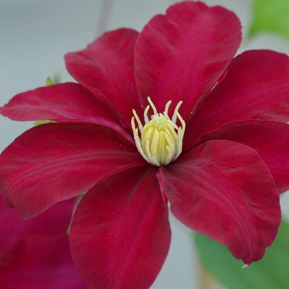 <i>Clematis</i> <b class=small-caps>Issey</b> ('Evipo081') (PBR)