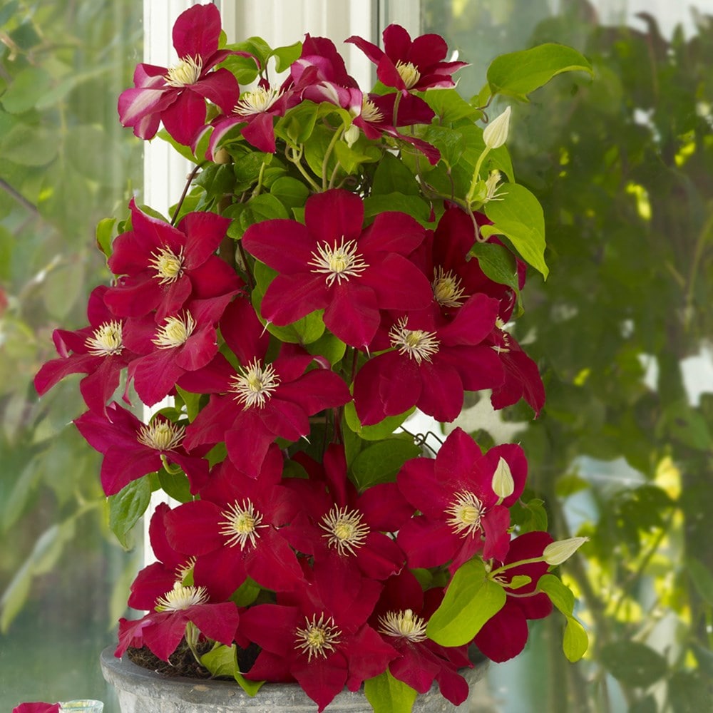 <i>Clematis</i> <b class=small-caps>Issey</b> ('Evipo081') (PBR)