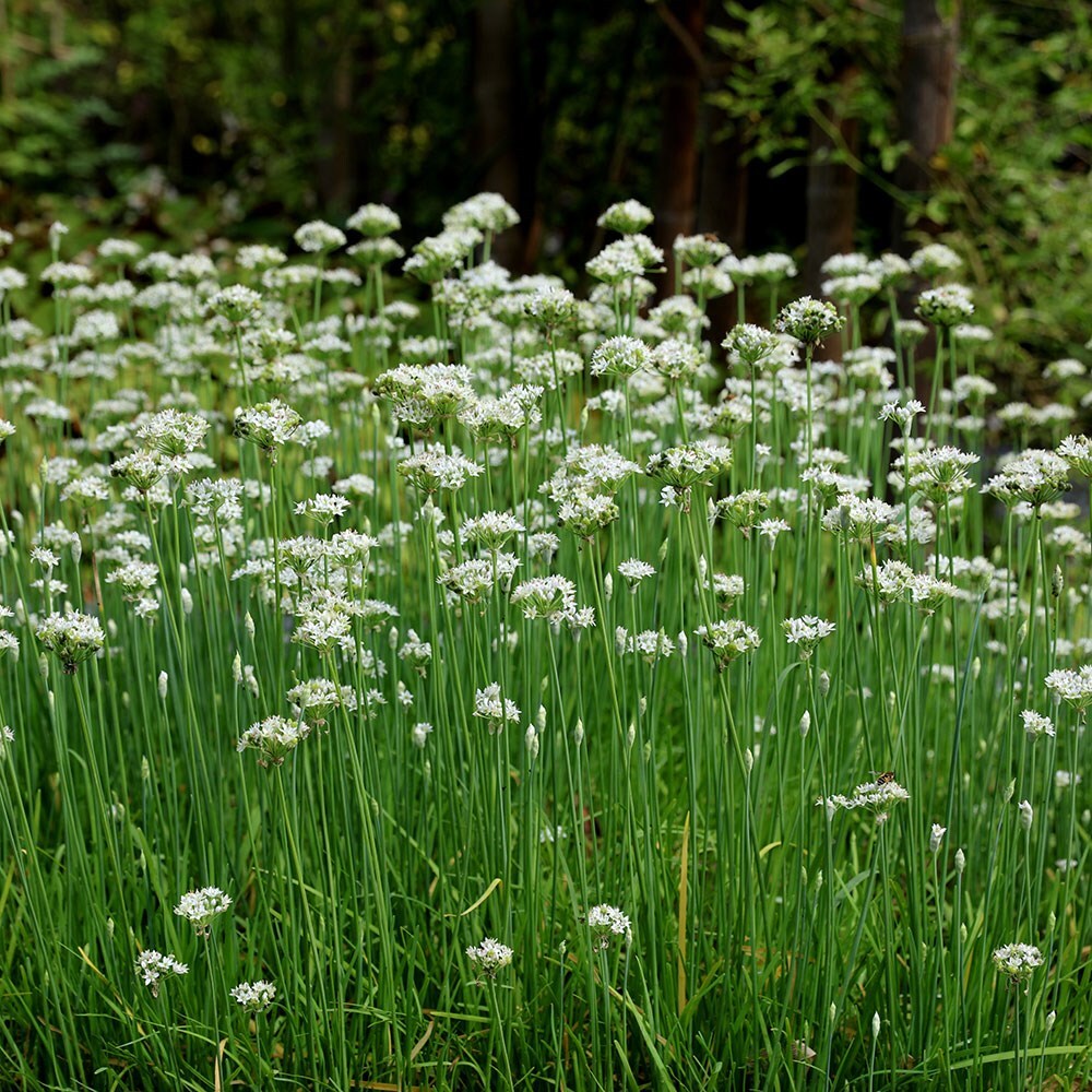 Buy garlic chives or Allium tuberosum Allium tuberosum £5.99 Delivery