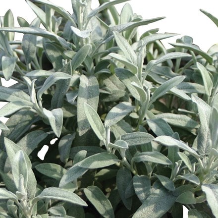 Salvia officinalis Nazareth