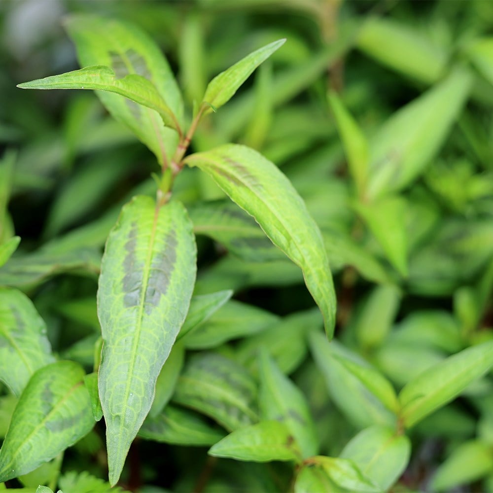 Product options image