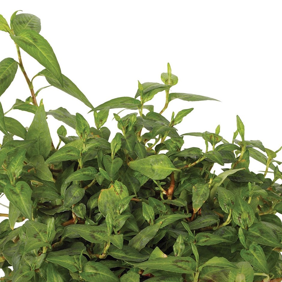 Vietnamese coriander