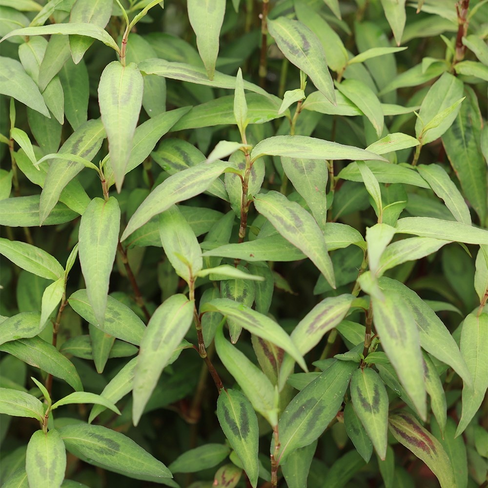 Vietnamese coriander